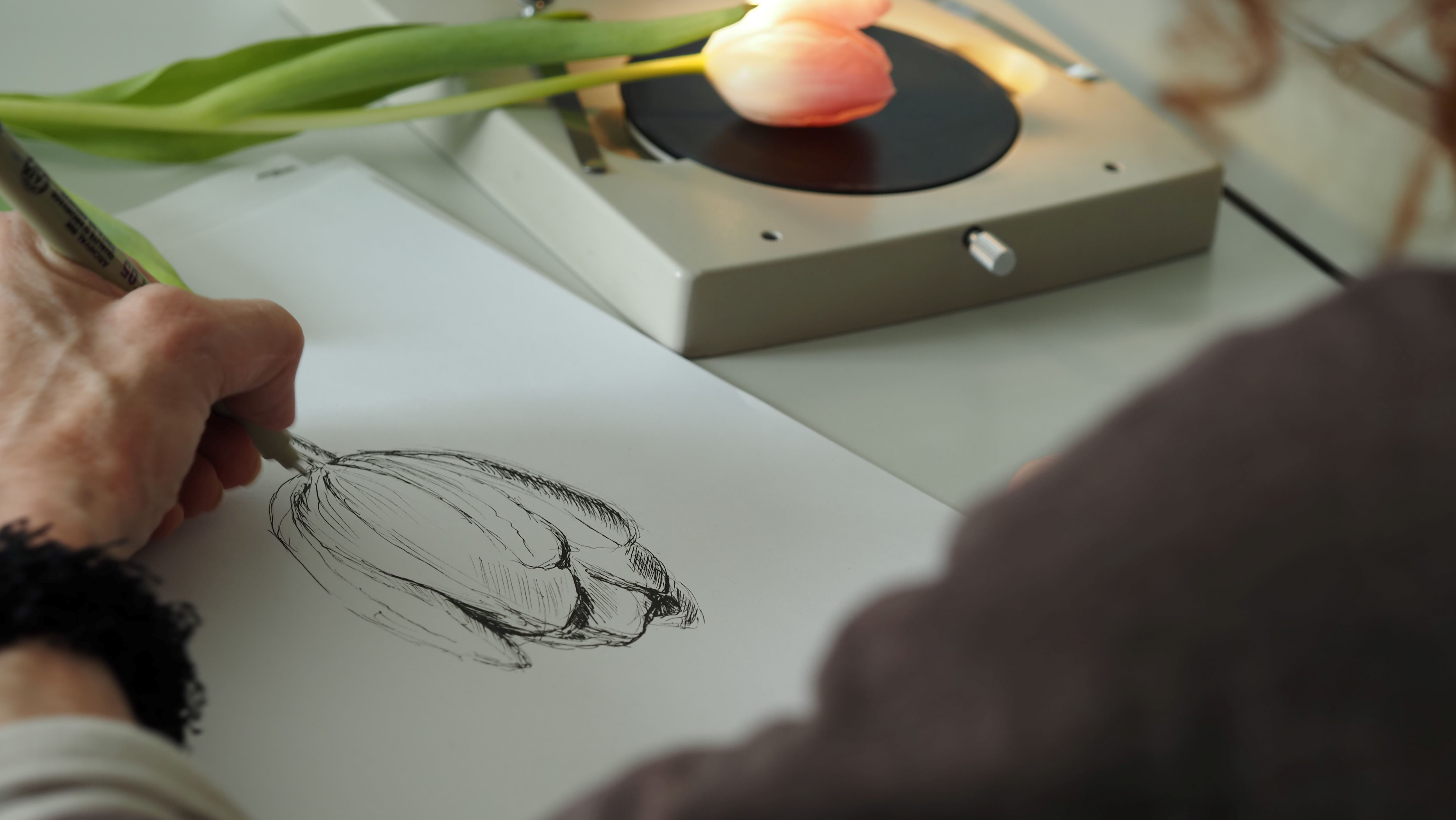 Tulpe zeichnen